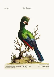 Der Touraco, 1749-73